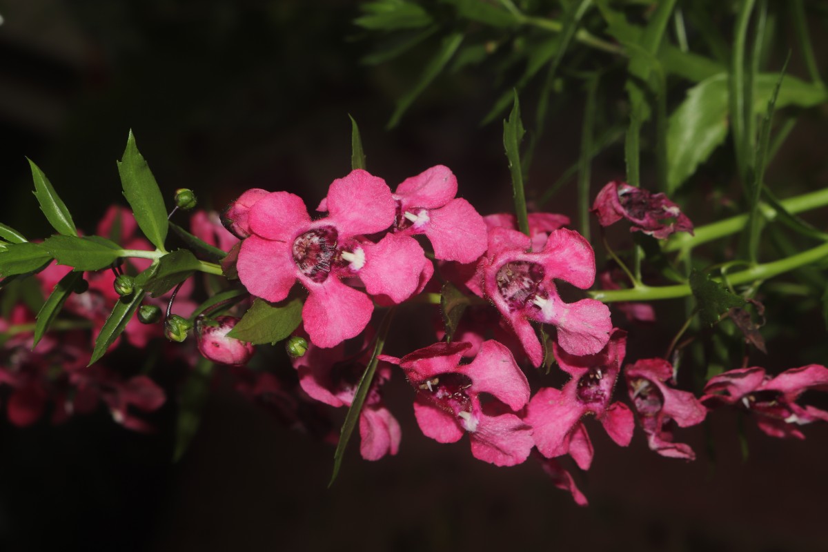 Angelonia goyazensis Benth.